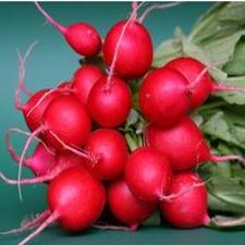 Radish - Cherry Belle