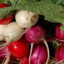 easter egg radish