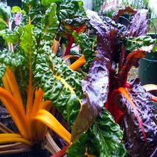 Rainbow Swiss Chard