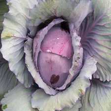 Cabbage - Red Acre