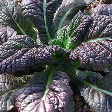 red giant mustard