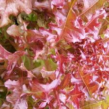 Lettuce - Red Oak Leaf