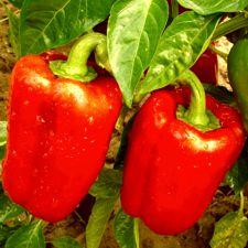 Peppers - Calfornia Wonder Bell