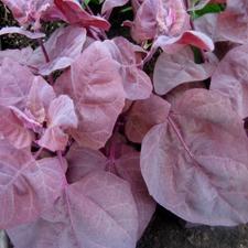 Spinach - Red Mountain Orach