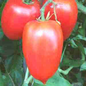 Tomato - Italian Roma Paste