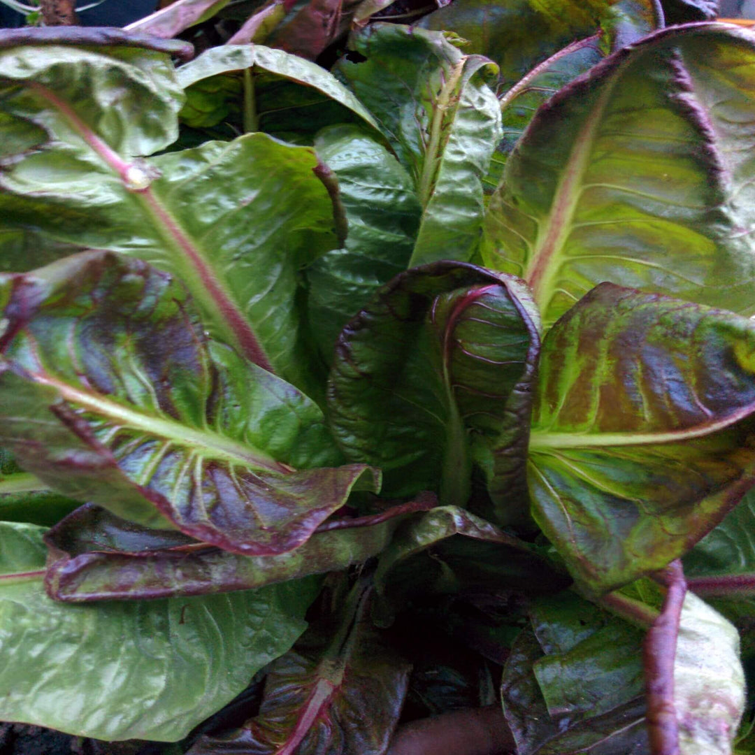 Red Romaine Lettuce