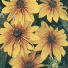 Rudbeckia