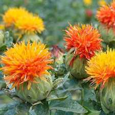 Safflower Mix