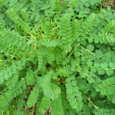 Salad Burnet