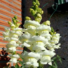 Snapdragon - White Rocket