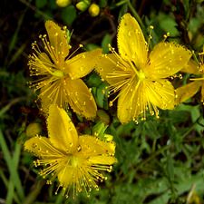 St. Johns Wort