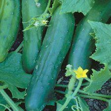 Cucumber - Straight Eight