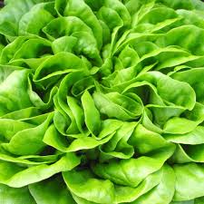 Lettuce - Summer Bibb