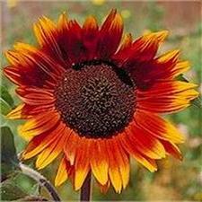 Sunflower - Autumn Beauty