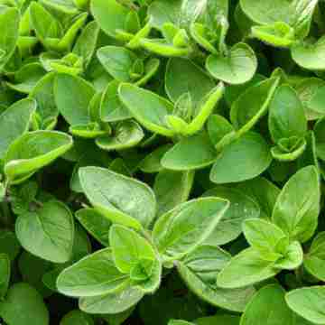 Anise