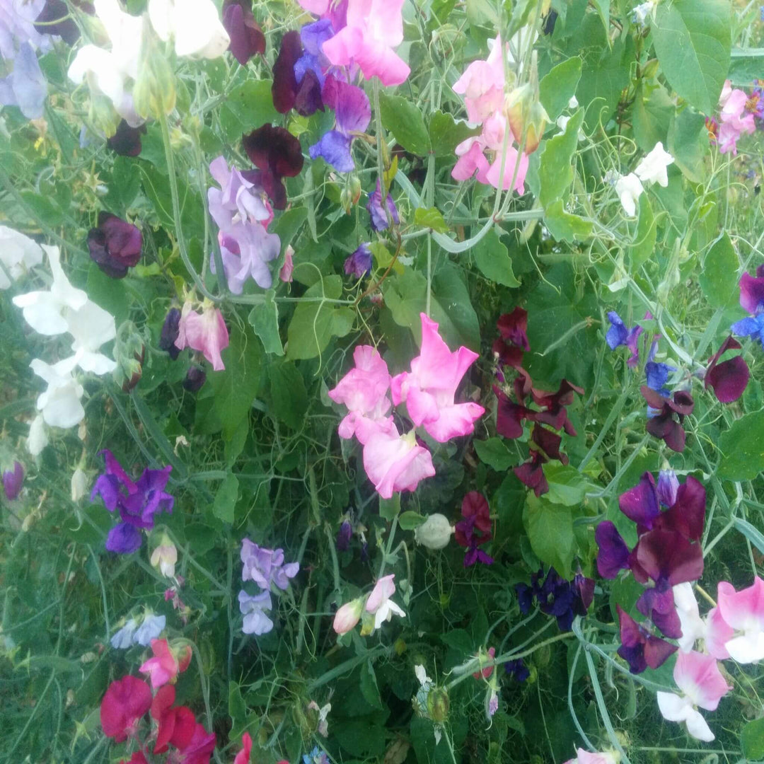 Sweet Peas - Early Multiflora