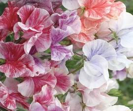 Sweet Peas - Streamers