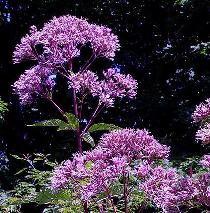 Sweet Joe Pye Weed