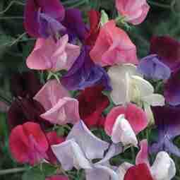 Sweet Peas - Bijou Mix