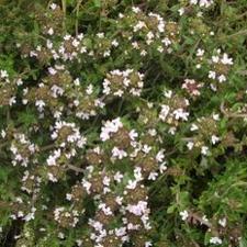 English Thyme