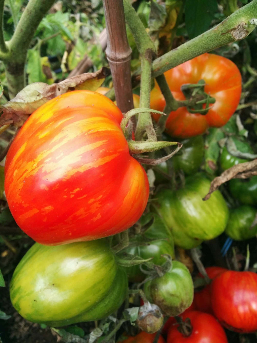 Tiger Tom Tomato