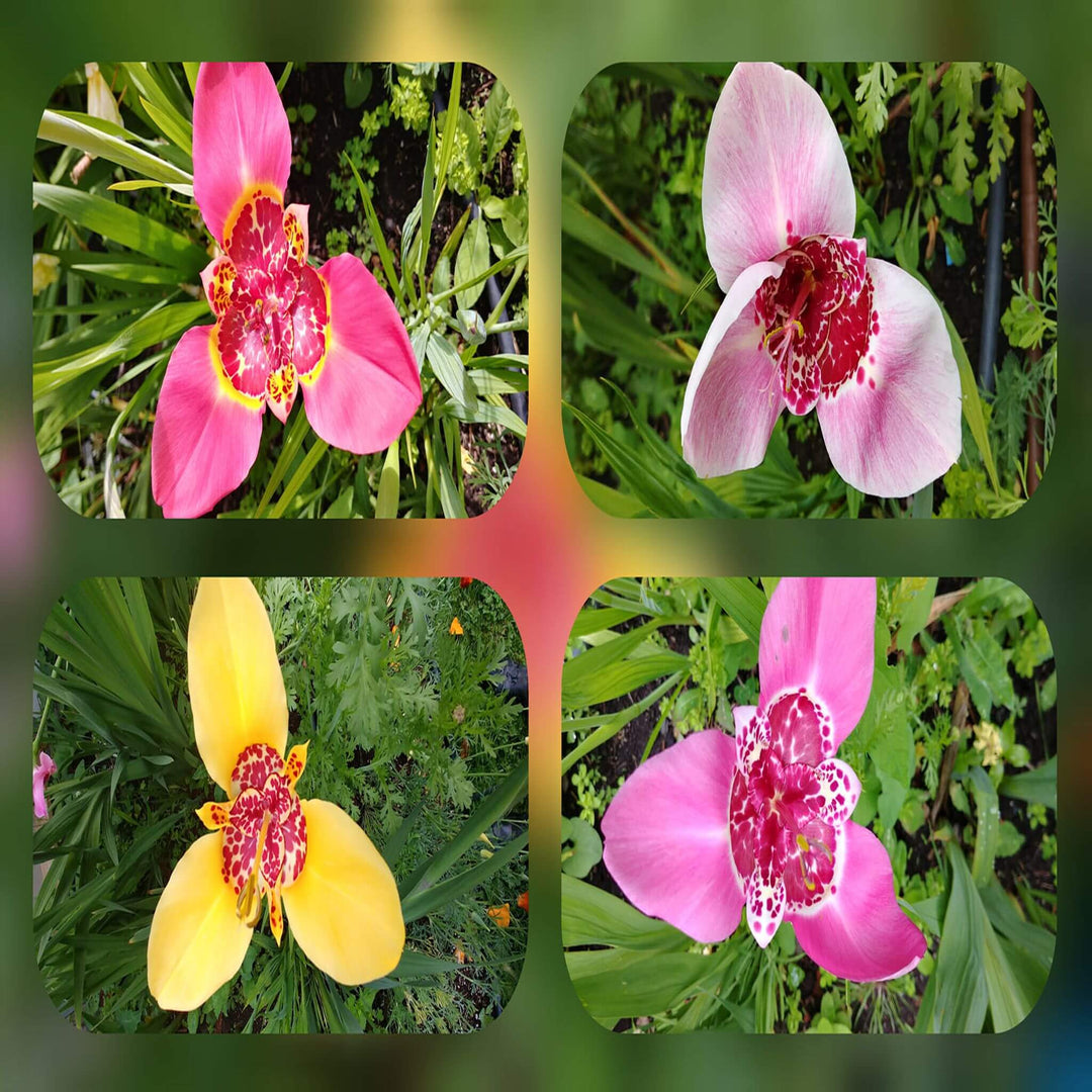 Tigridia