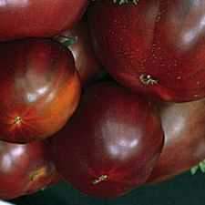 Tomato - Black Beefsteak