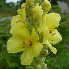 verbascum olympicum