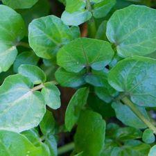 watercress seed