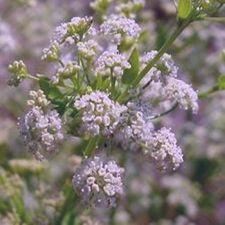 Wild Celery