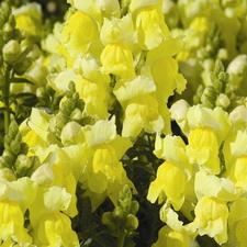 Snapdragons - Sunshine Yellow