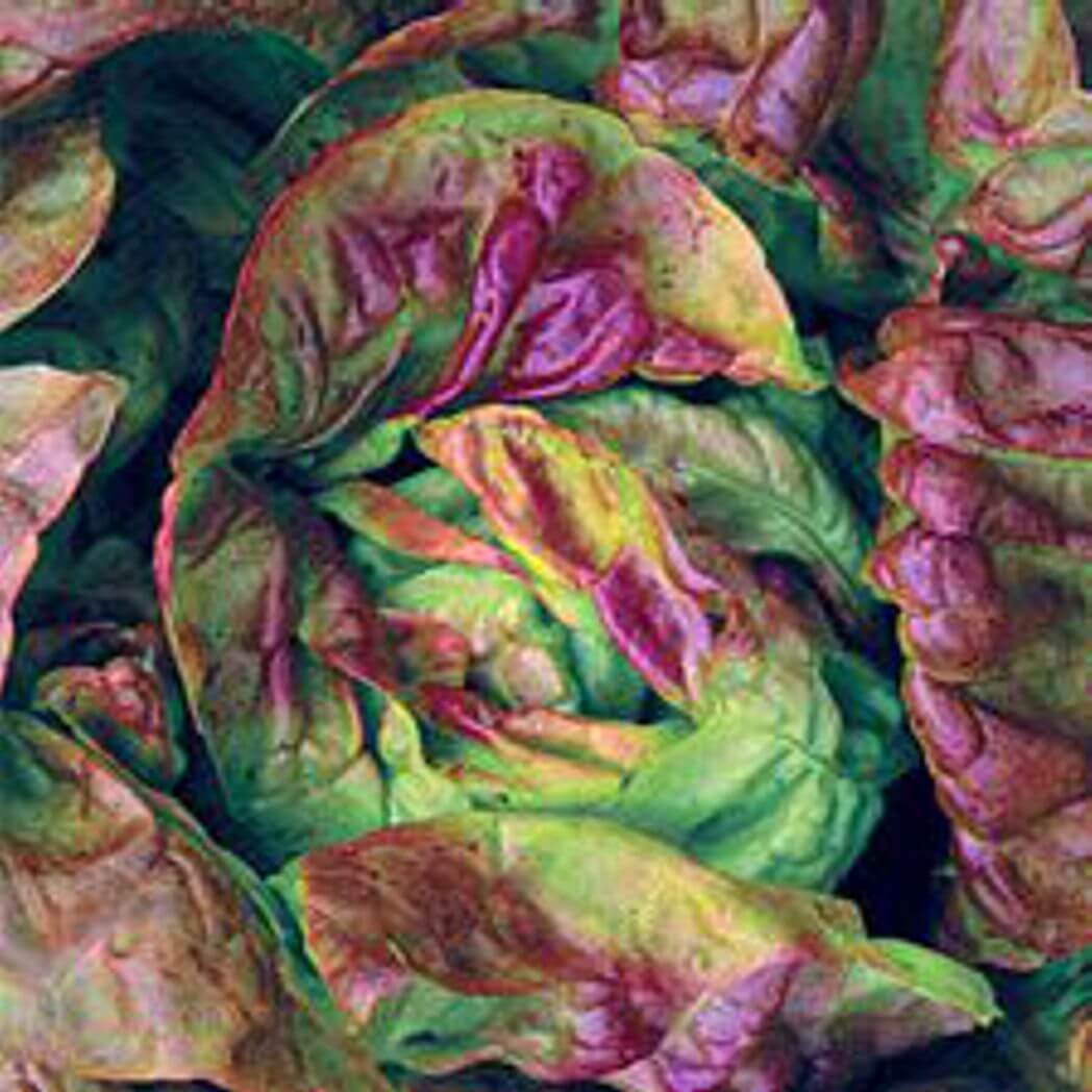 Yugoslavian Red Lettuce