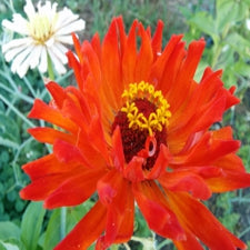 Zinnia - Giant Cactus