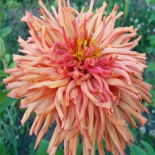 Zinnia - Giant Cactus