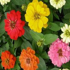 Zinnia - Rainbow Mix