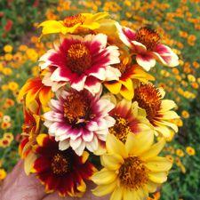 zinnia messicana mix