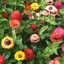 Zinnia - Pumila Mix