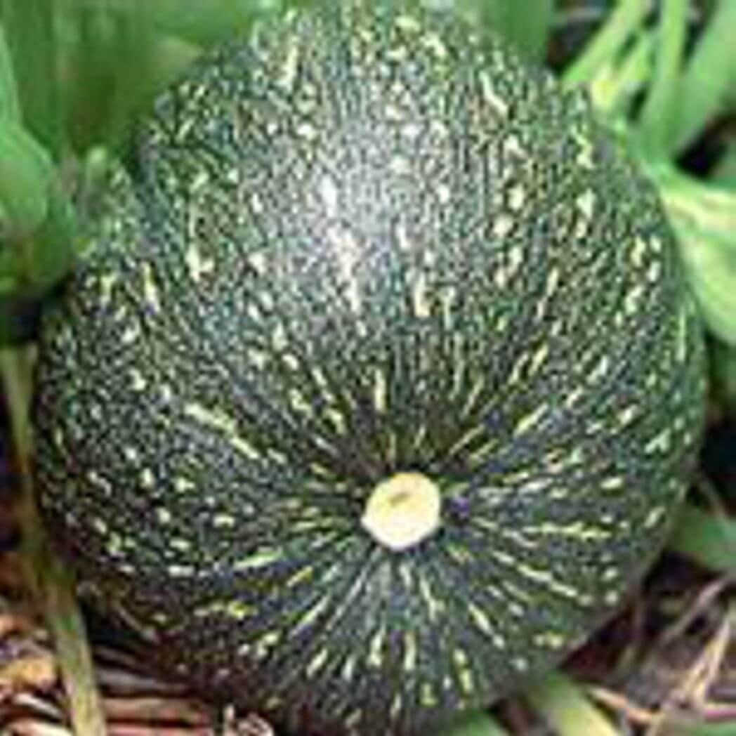 Zucchini Squash - Round