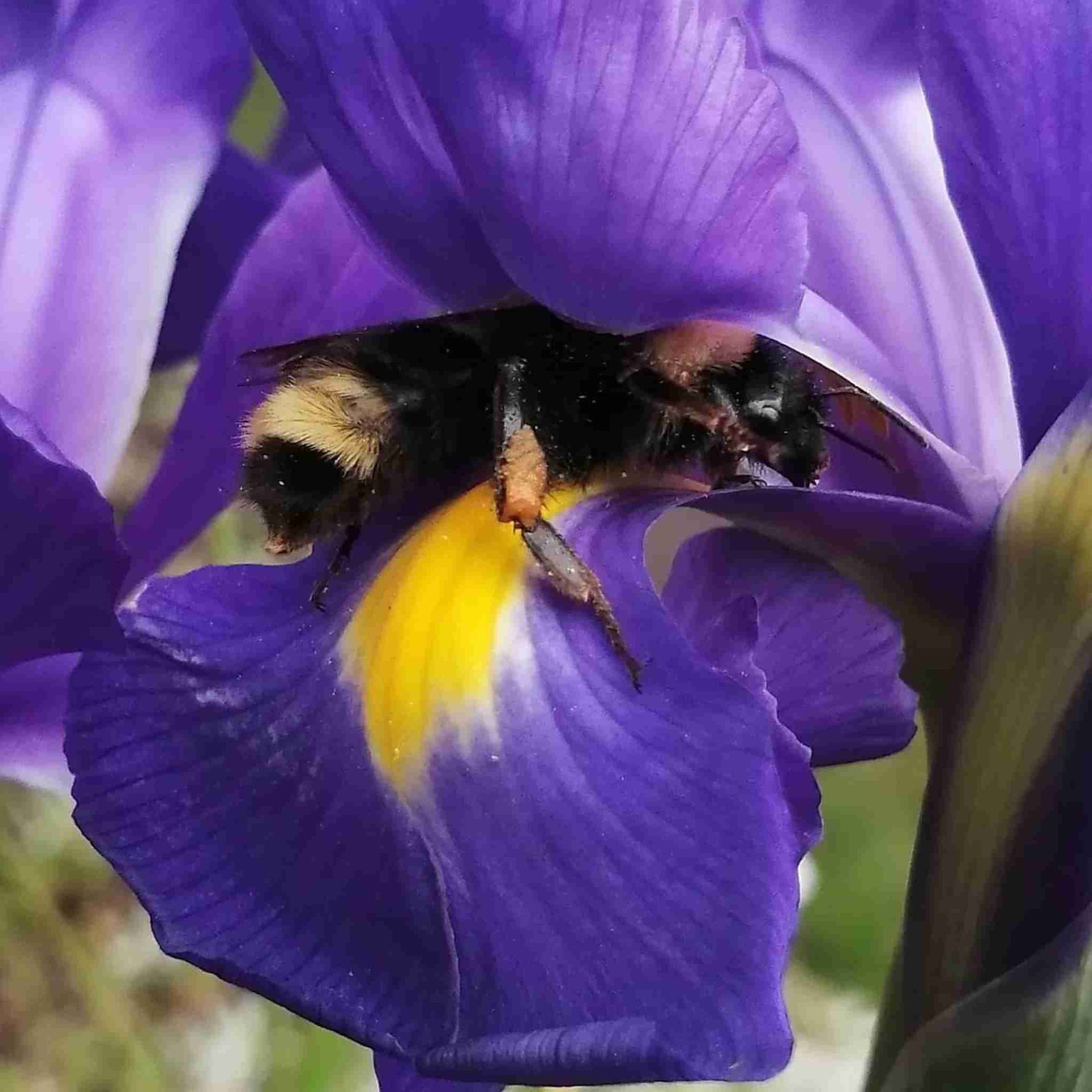 Beneficial Insect Attractor Seeds Pollinators and Predators