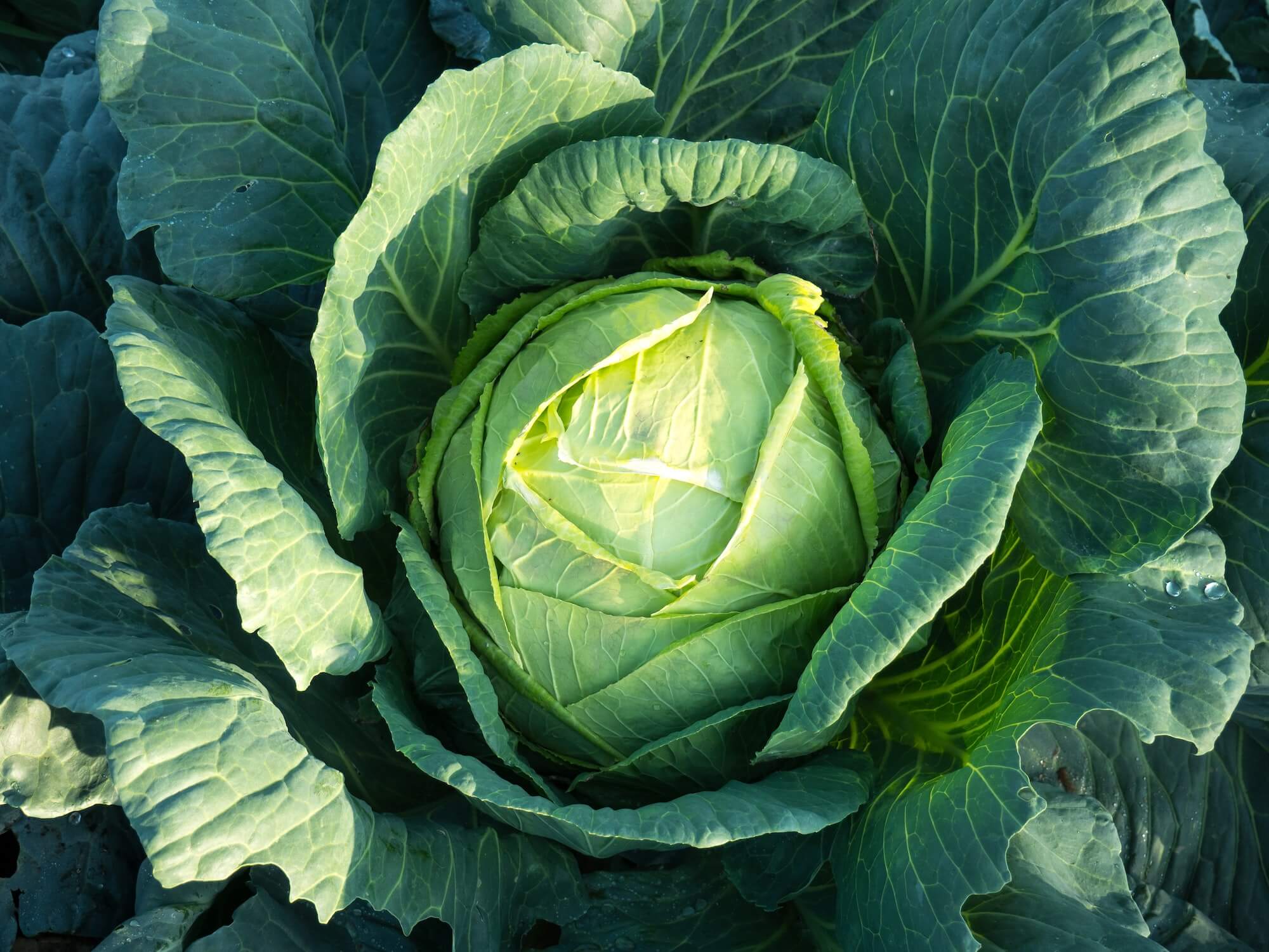 Brassicas Seeds grown into full brassicas cabbage