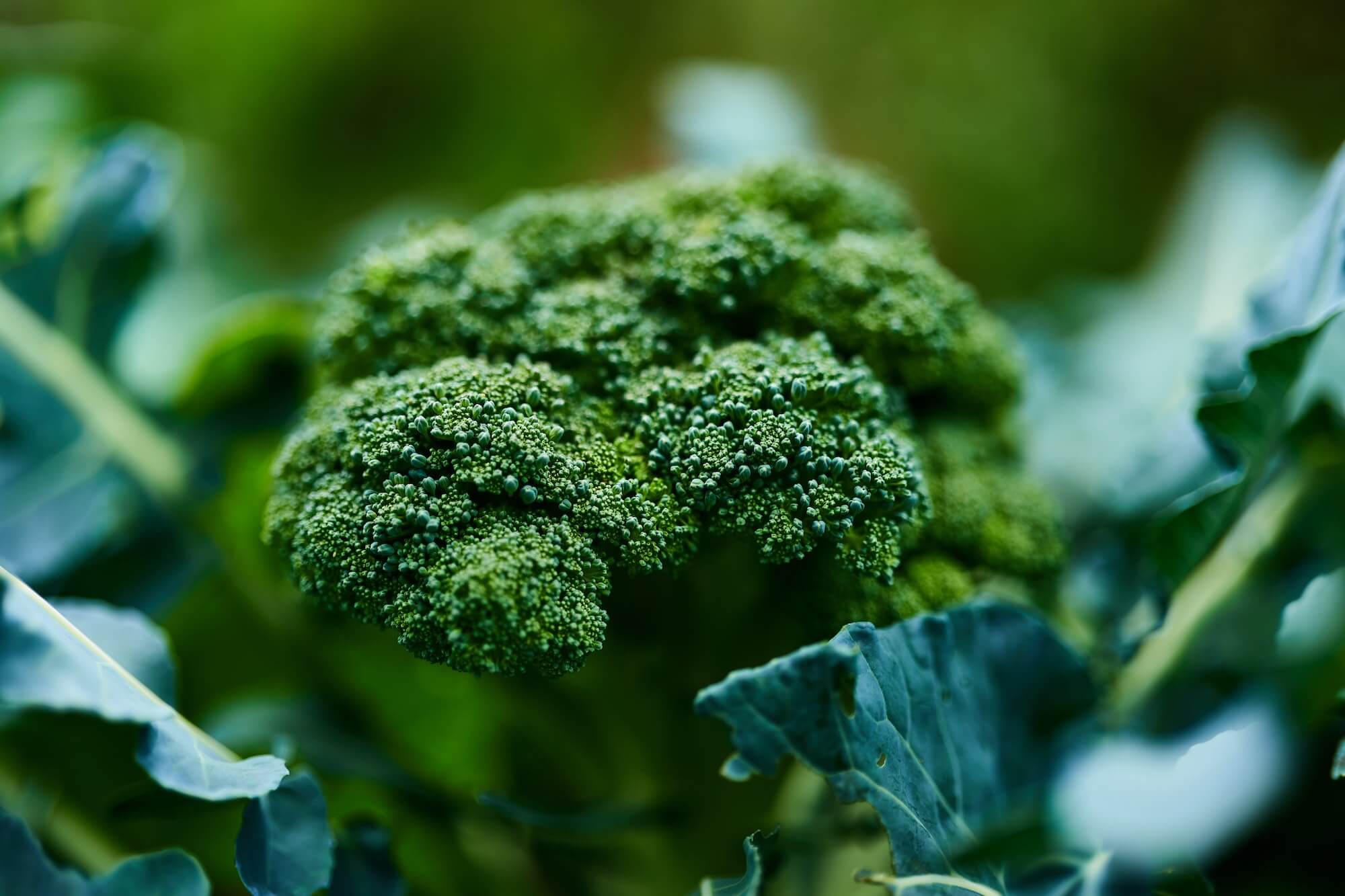 Broccoli seeds grown into full broccoli