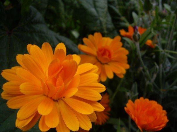 Calendula Seeds