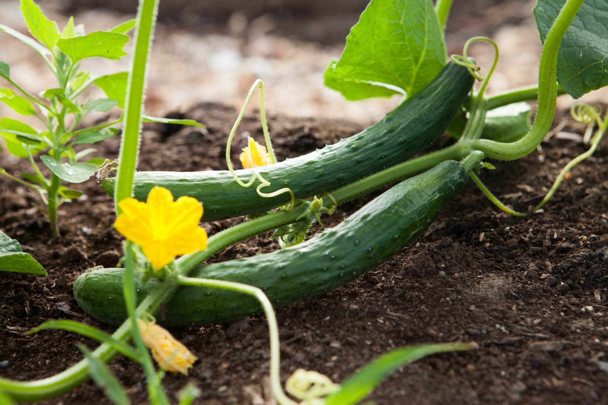 Cucumber seeds grown to full cucumbers in a field