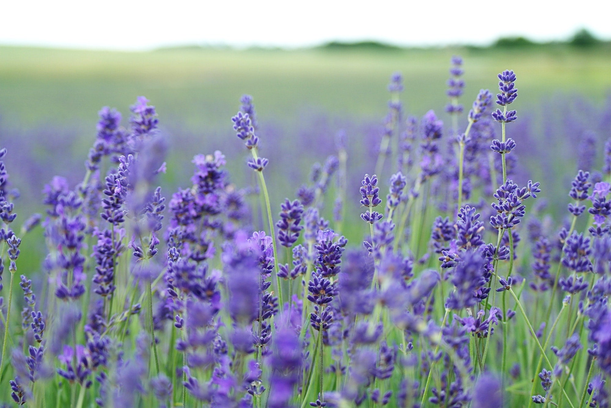 Lavender seeds grown into full lavender flowers in field