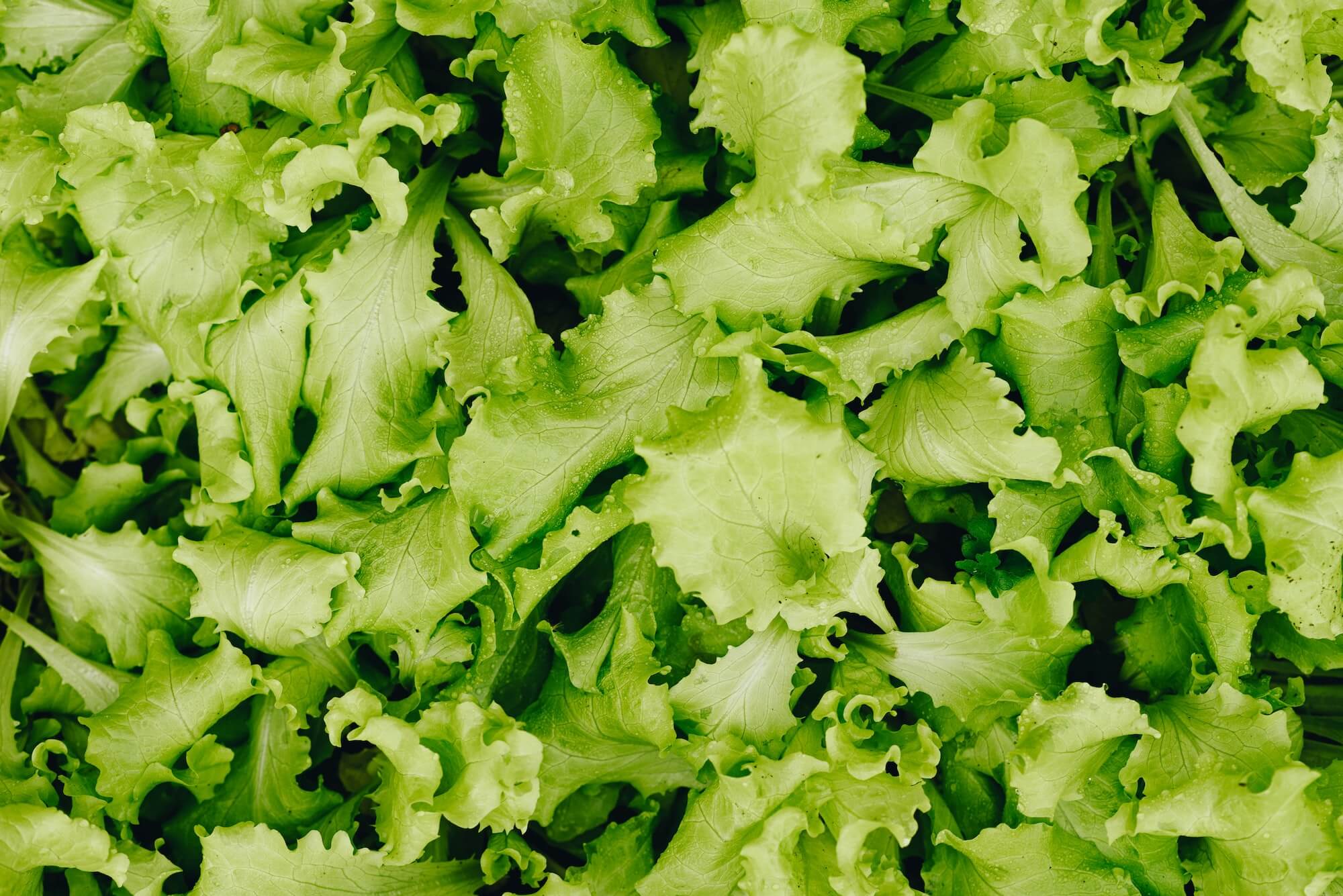 Lettuce seeds grown into full lettuce