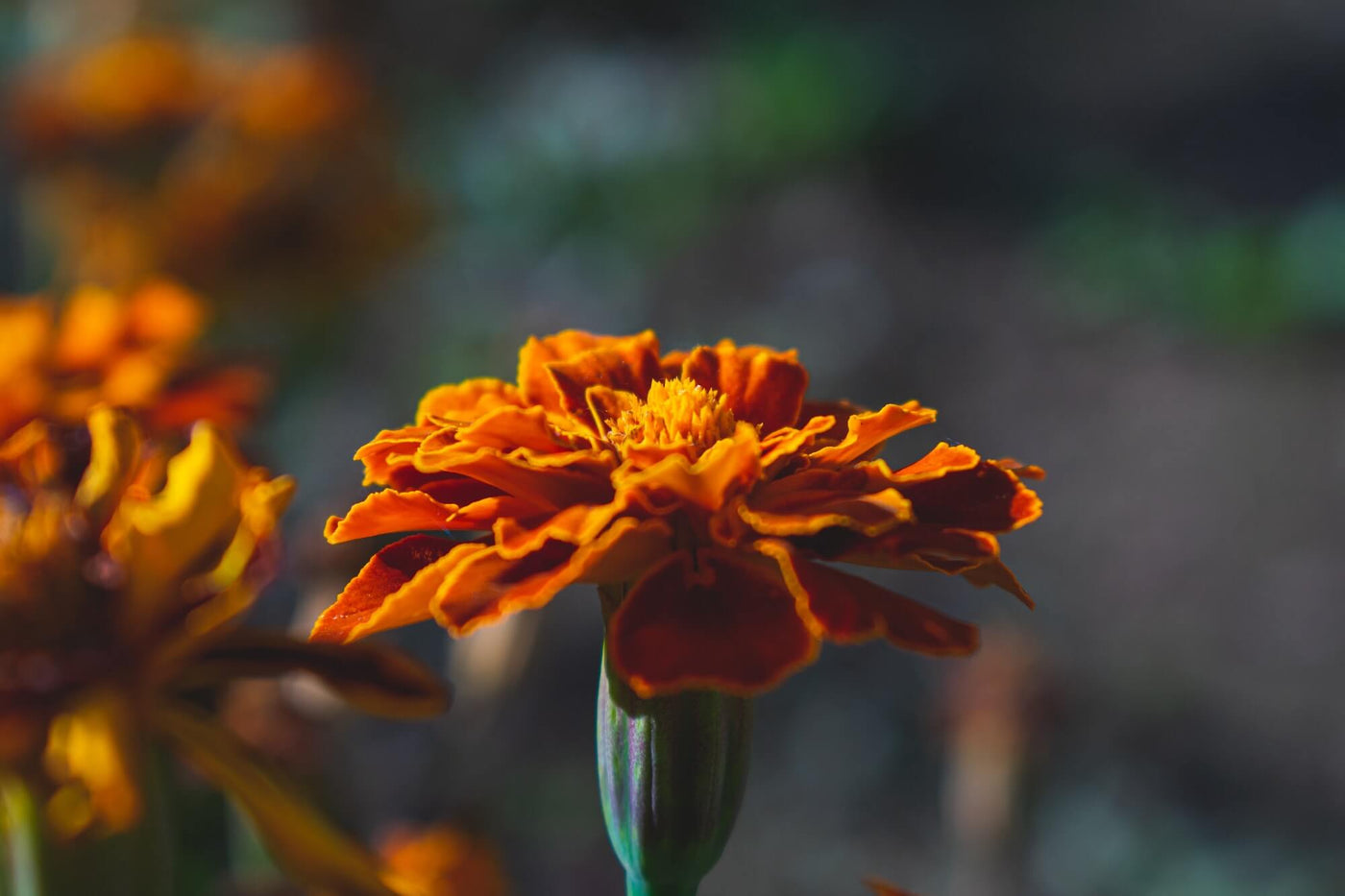 Marigold Seeds grown into full marigold flower