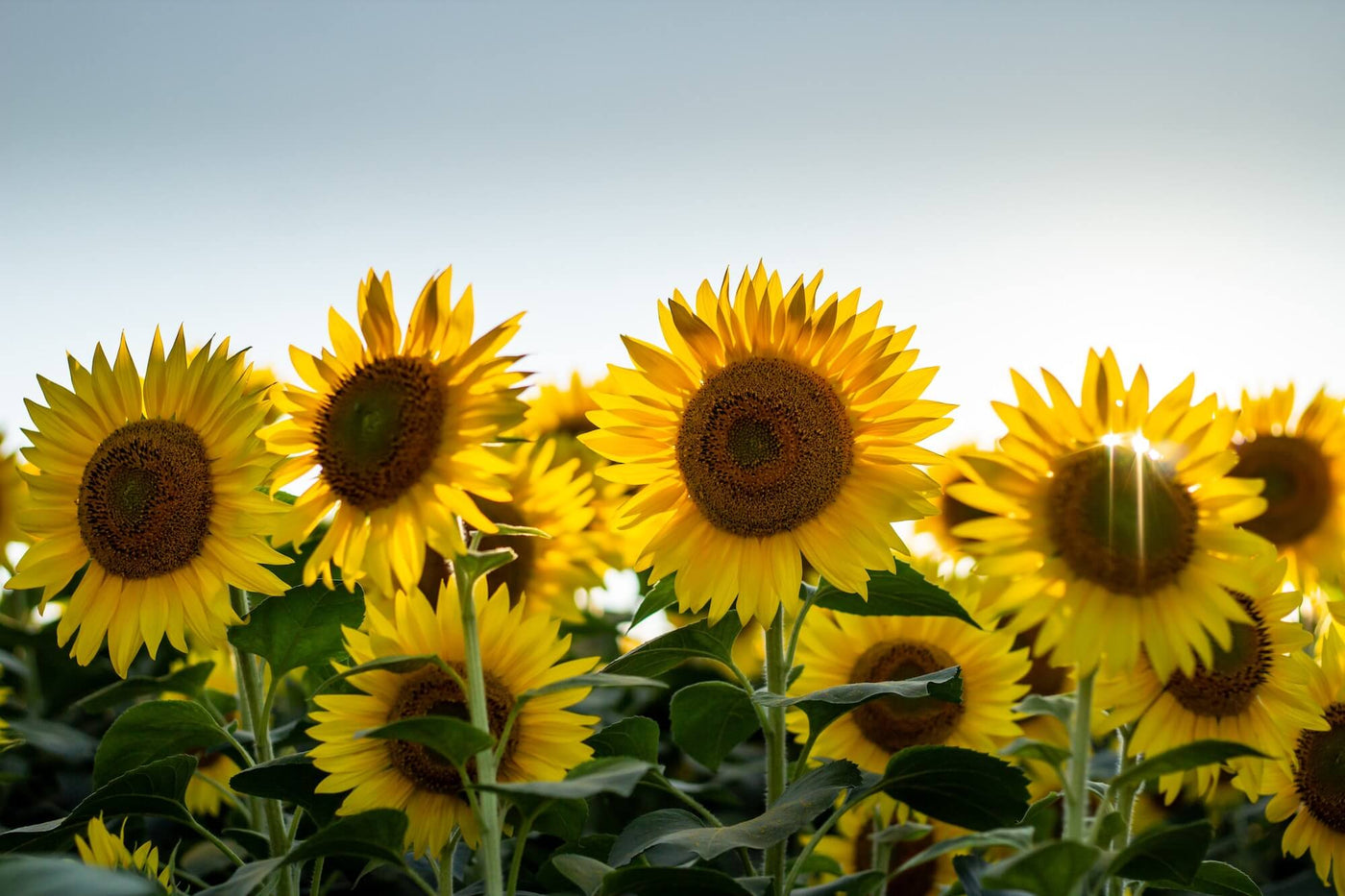 Sunflower seeds grown into sunflowers in a field
