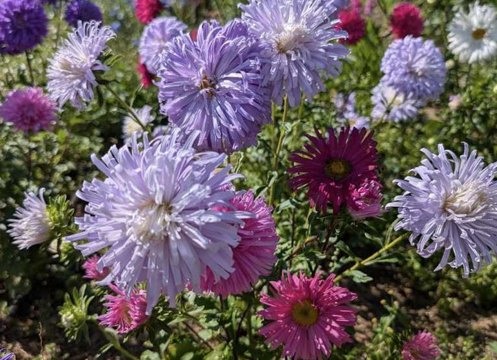 Aster - China Aster Mix