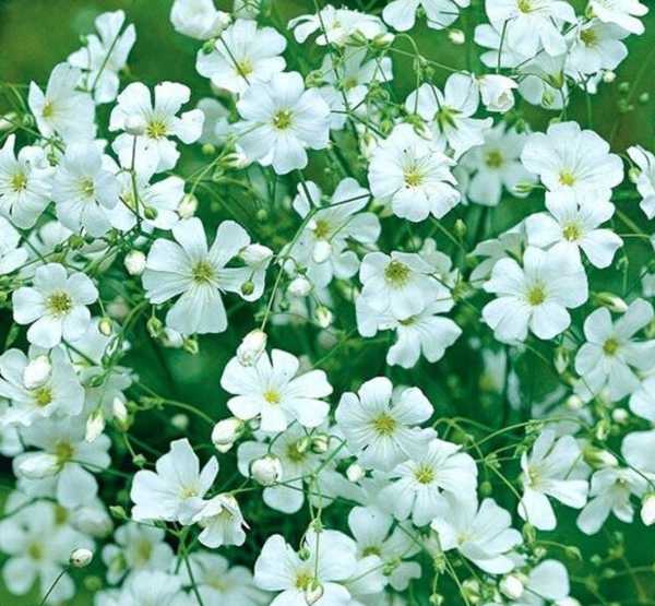 Babys Breath - Basket Case