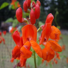 Beans - Scarlet Runner